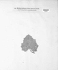 Puccinia poarum image